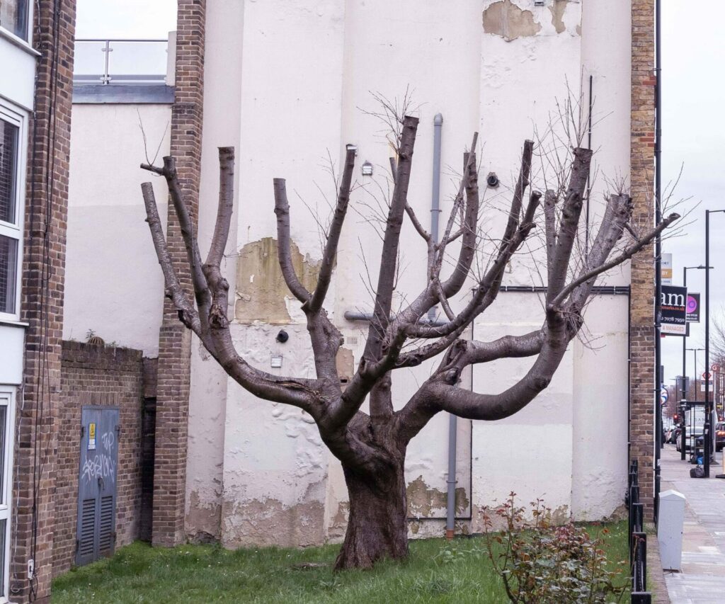 Banksy Tree