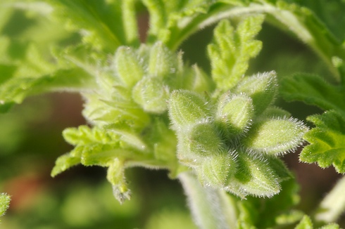 Pelargonium graveolens