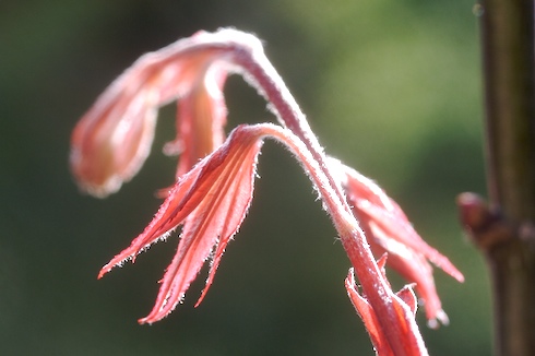 Acer palmatum 'atropurpureum'