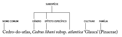 Taxonomia Fig. 3